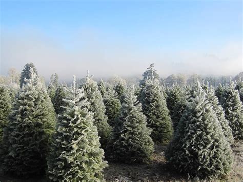 Christmas Tree Farms in Oregon