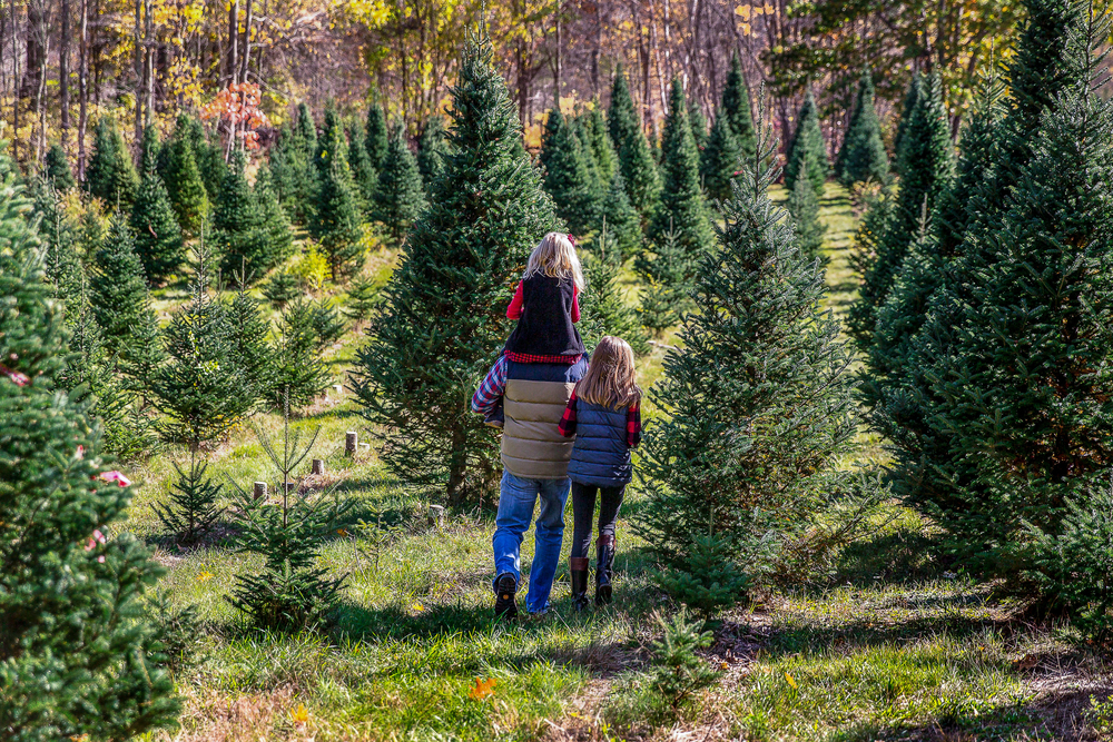 Holiday Activities at Christmas Tree Farm