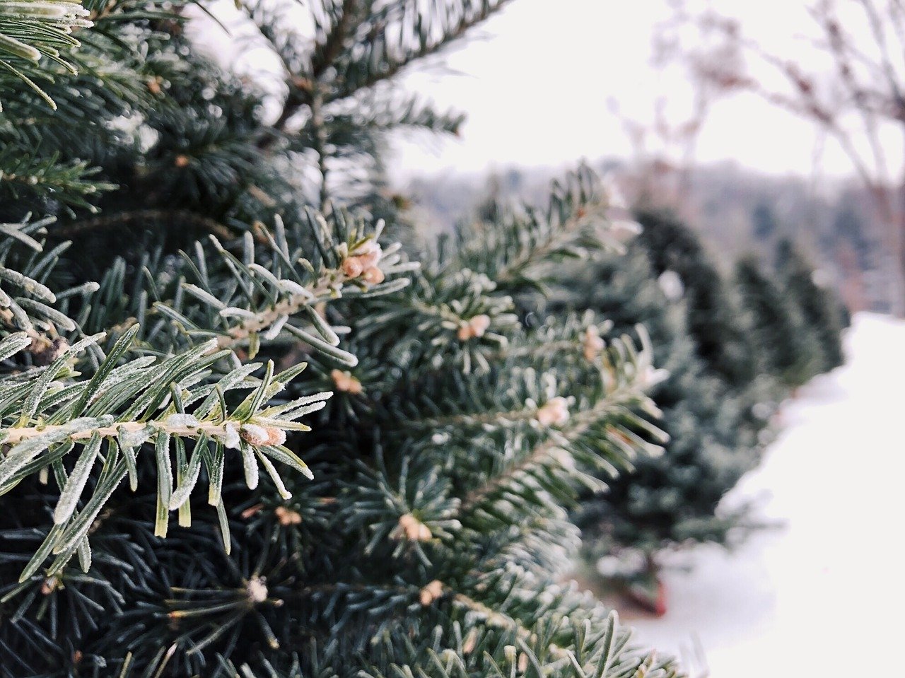 Christmas Tree Farm Knoxville, TN