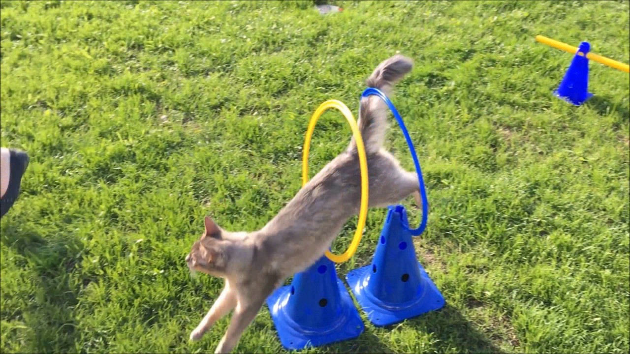 Cat Agility Course