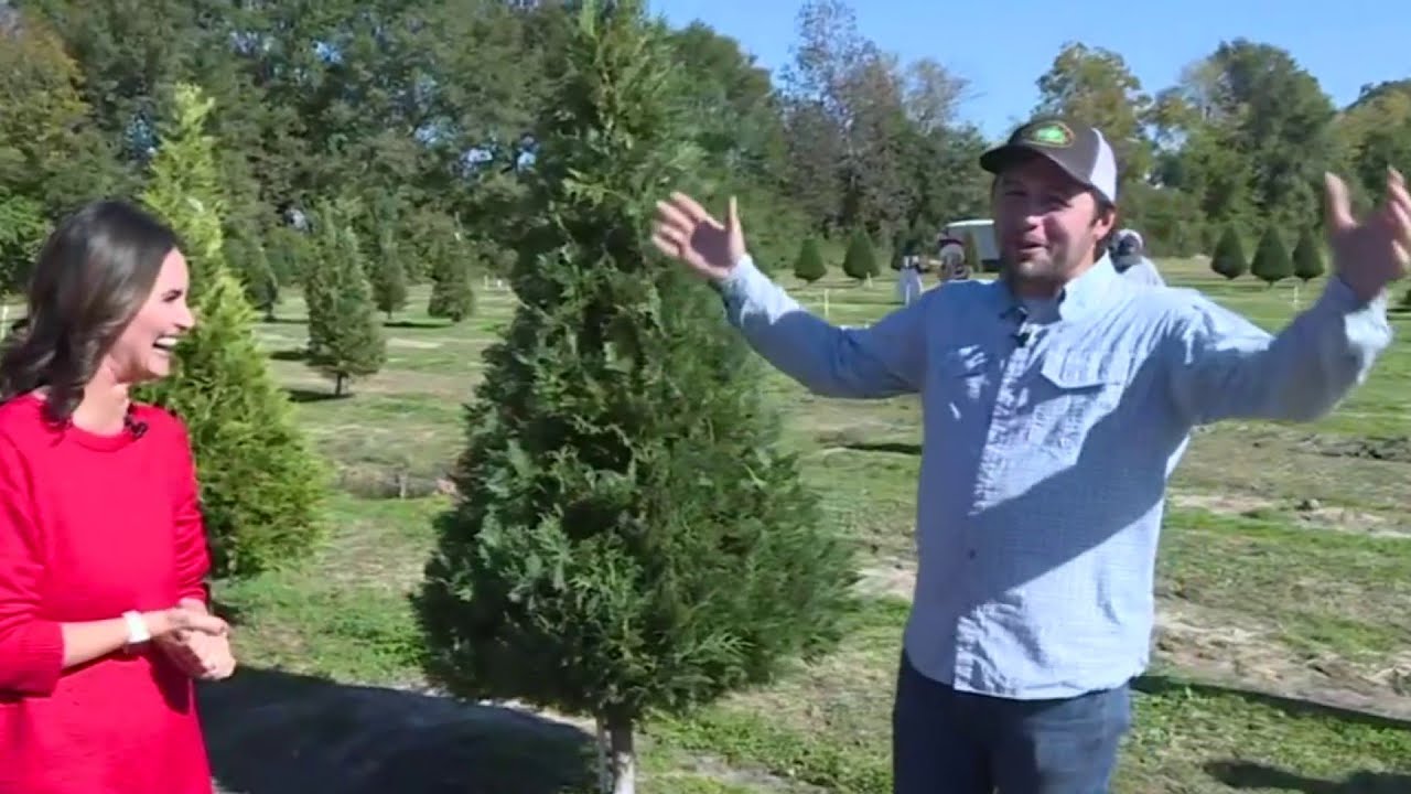 Christmas Tree Farm Alvin Texas Picture