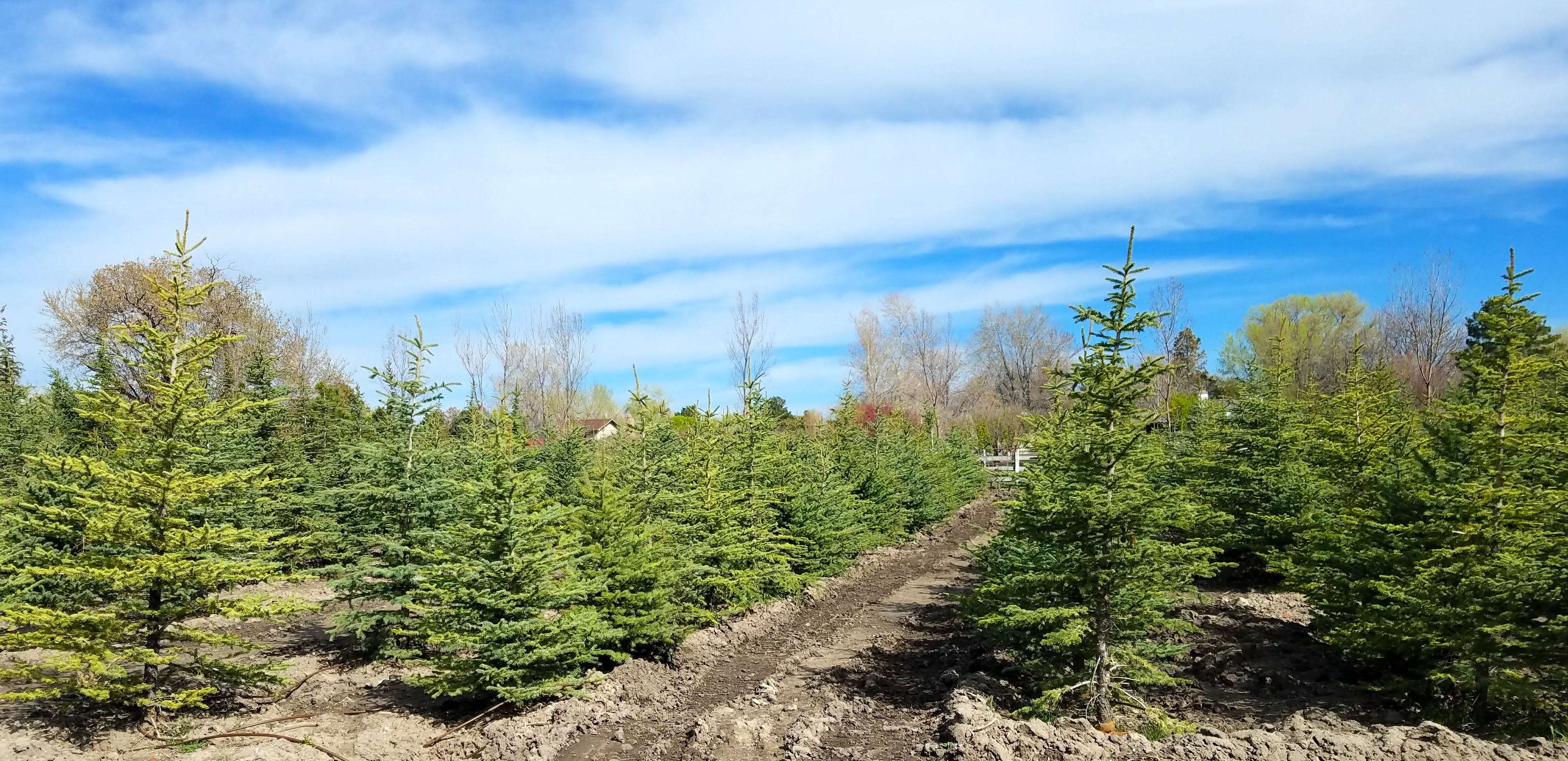 Christmas Tree Farm Pictures