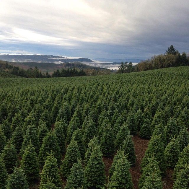 Christmas Tree Farms in Albany, Oregon