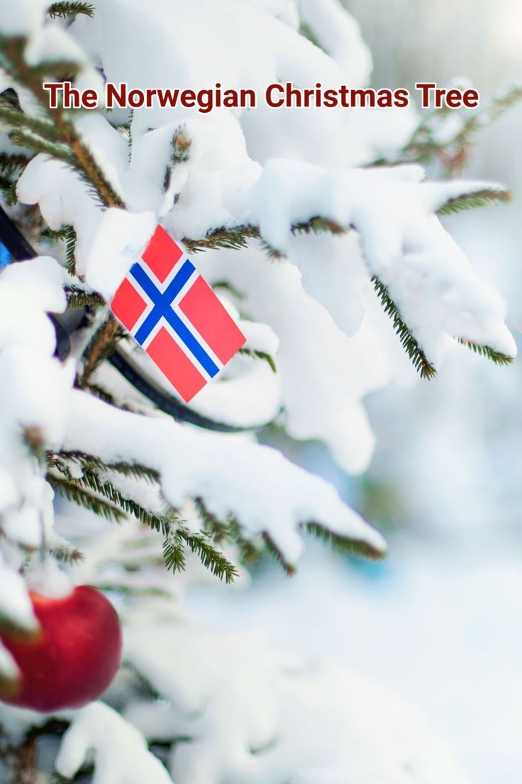 Norway Christmas Tree Photos