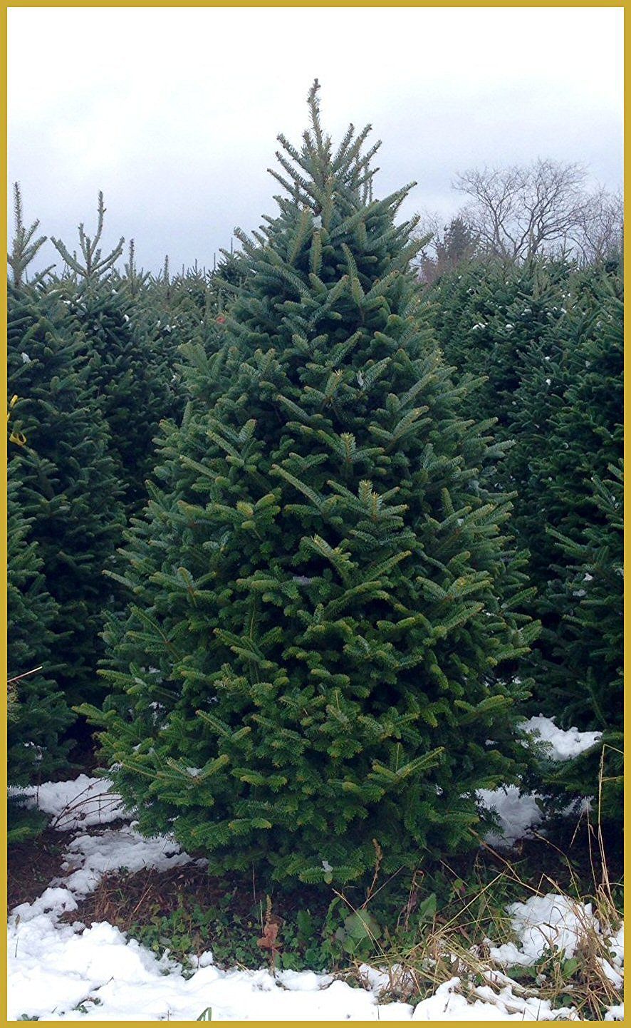 5 Best Places To Buy Christmas Trees In Dc