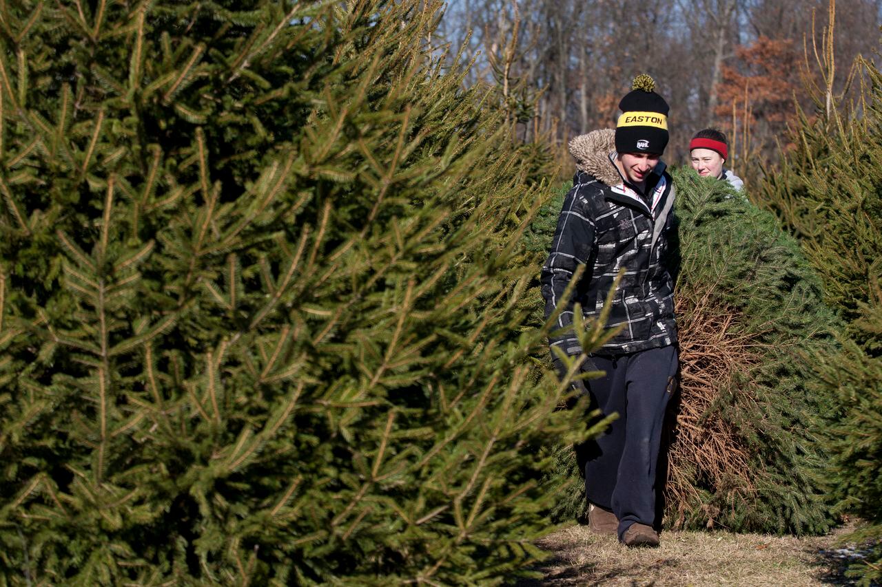 5 Ways To Enjoy Westmans Christmas Tree Farm