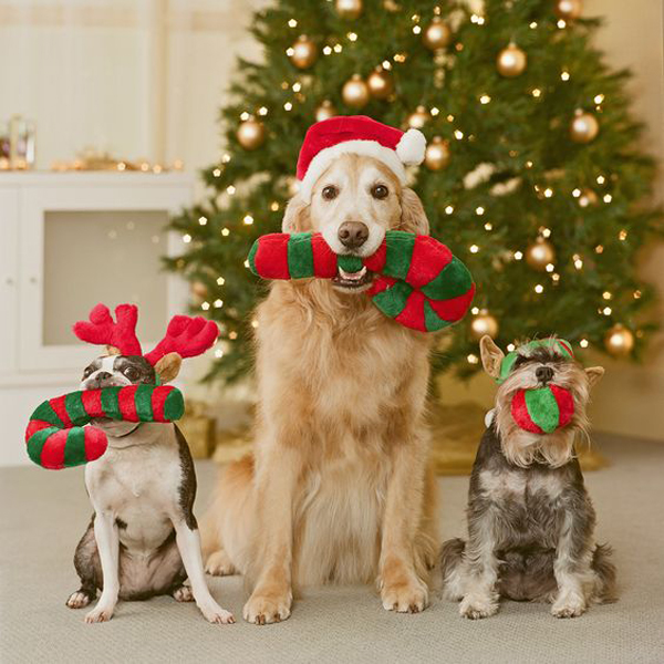 Christmas Family Photo Ideas with Pets