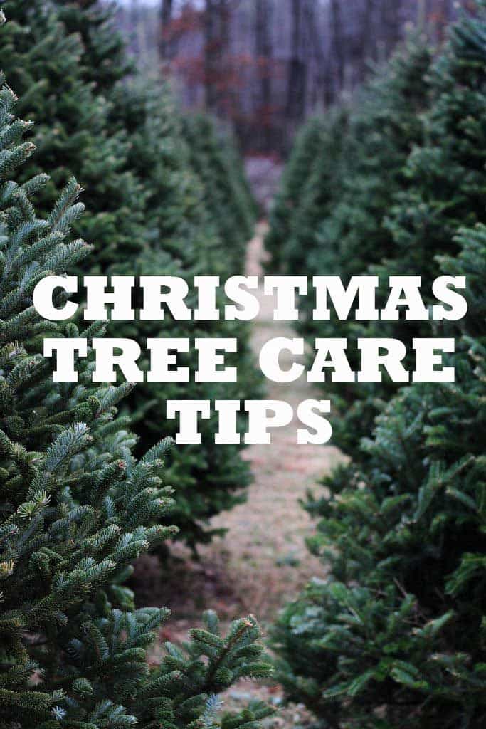 Ponderosa Pine Christmas Tree Care Tips