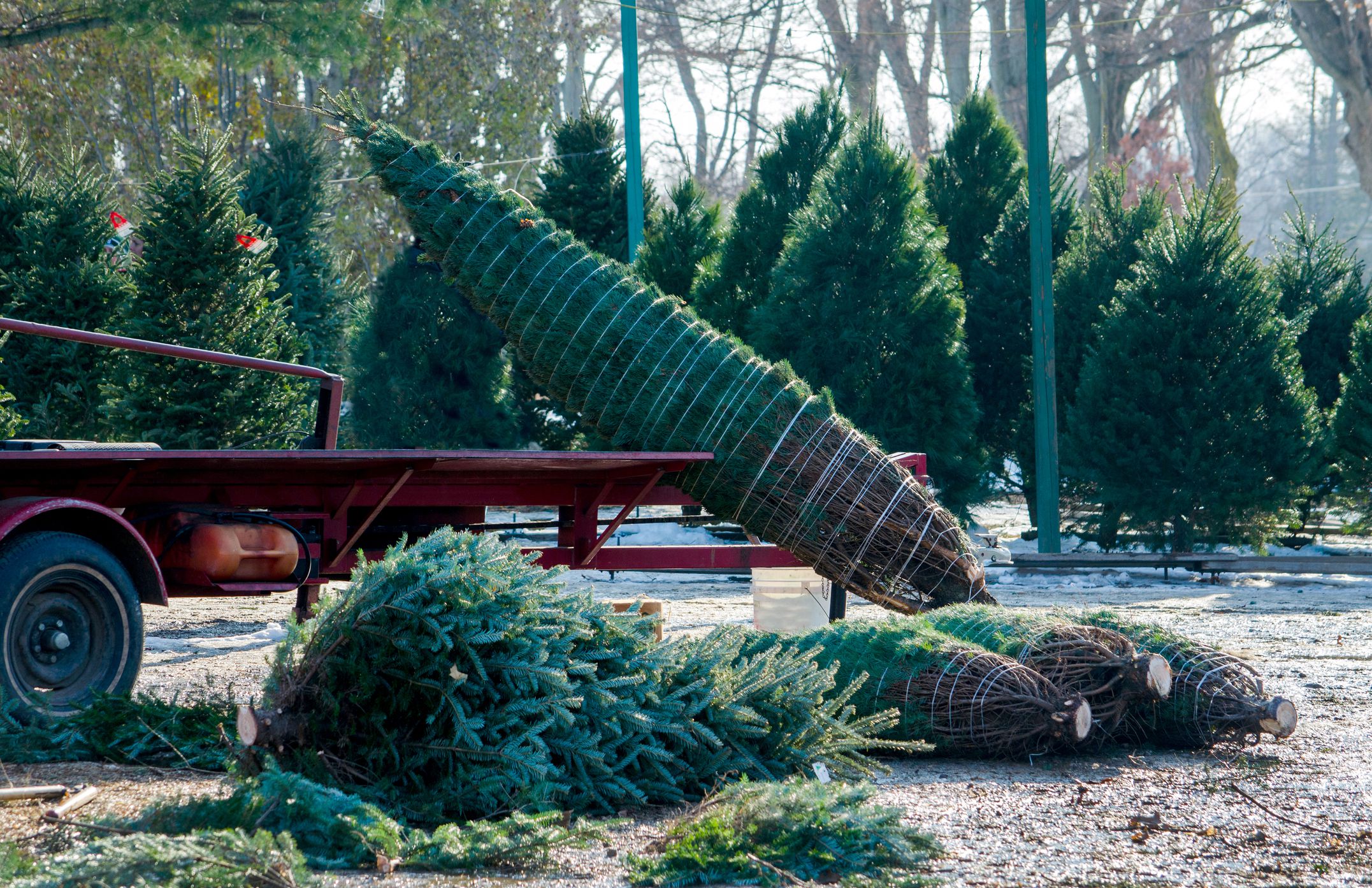 Christmas Tree Delivery Companies