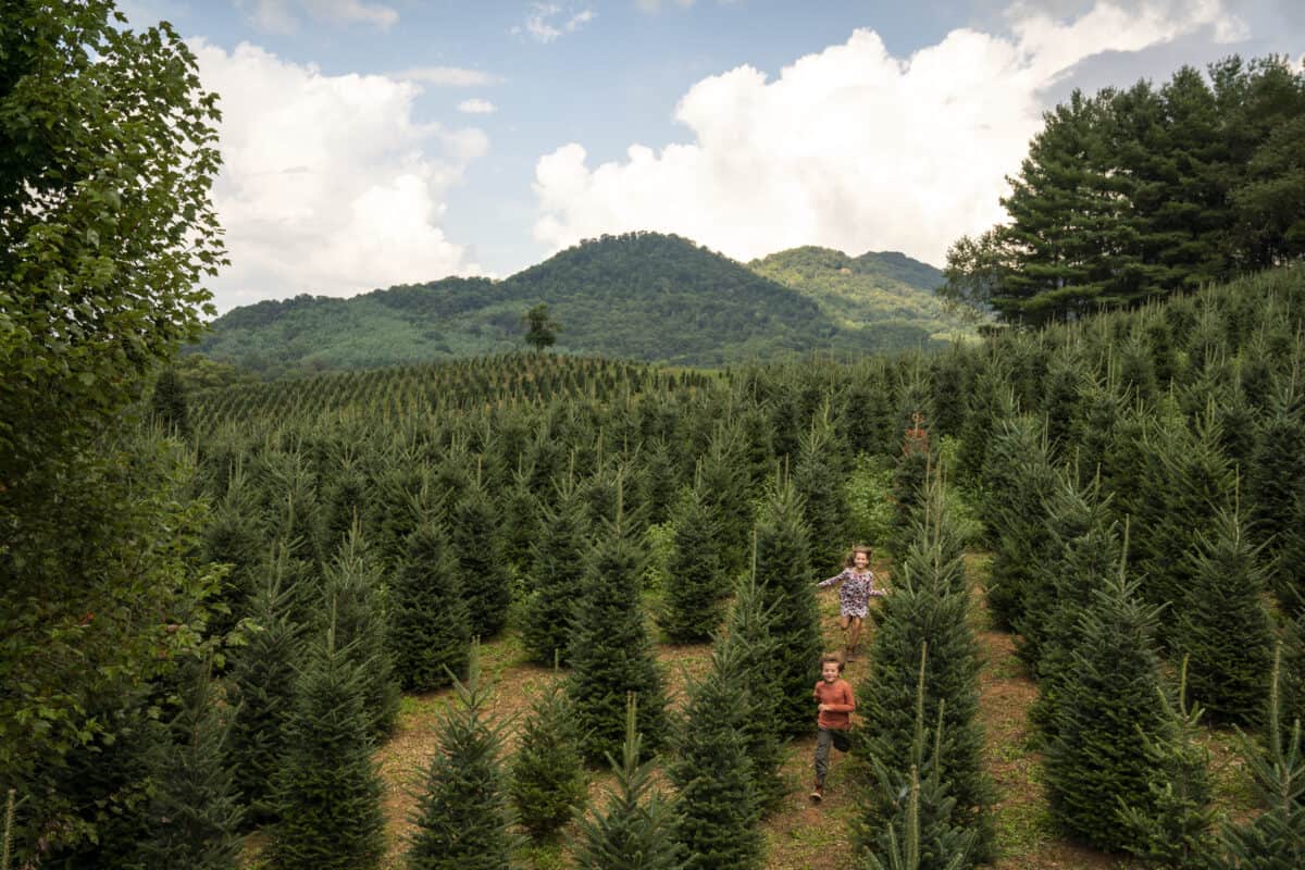 Best Christmas Tree Farm Near Knoxville, TN