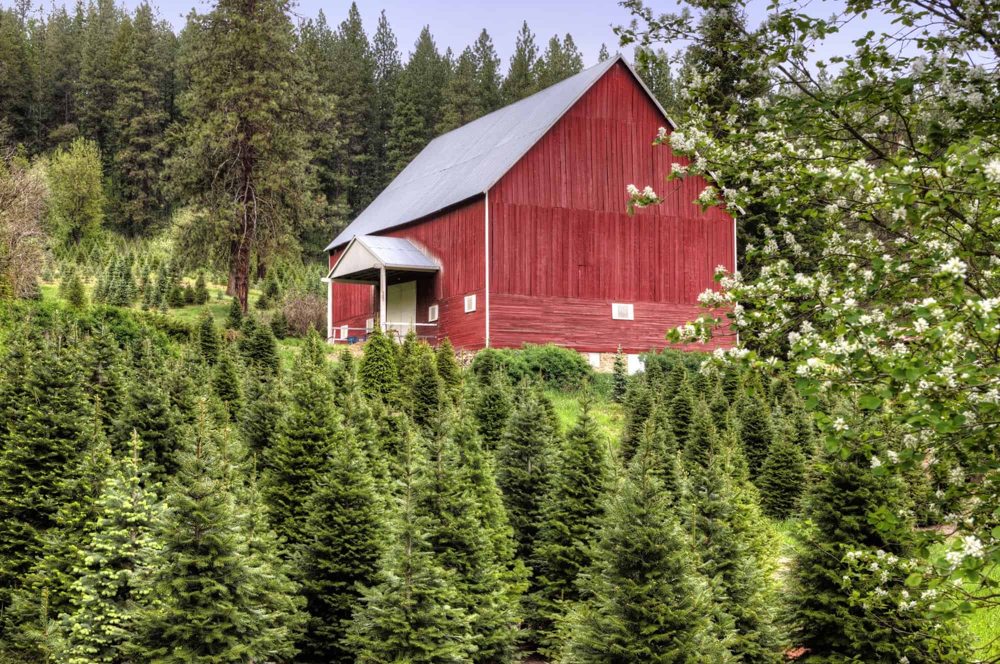 Christmas Tree Farm Visit