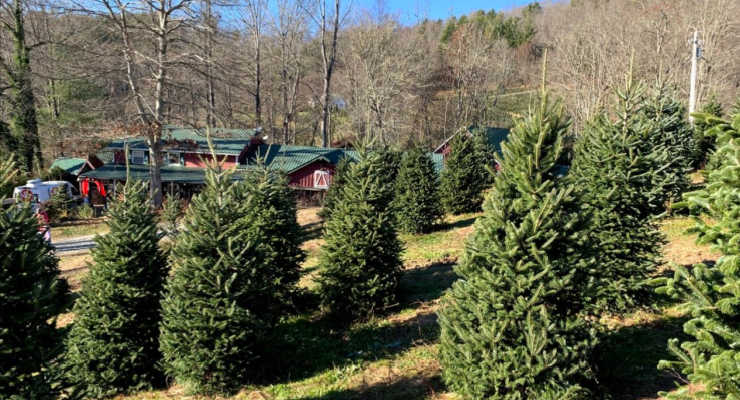 Greenville Christmas tree farm