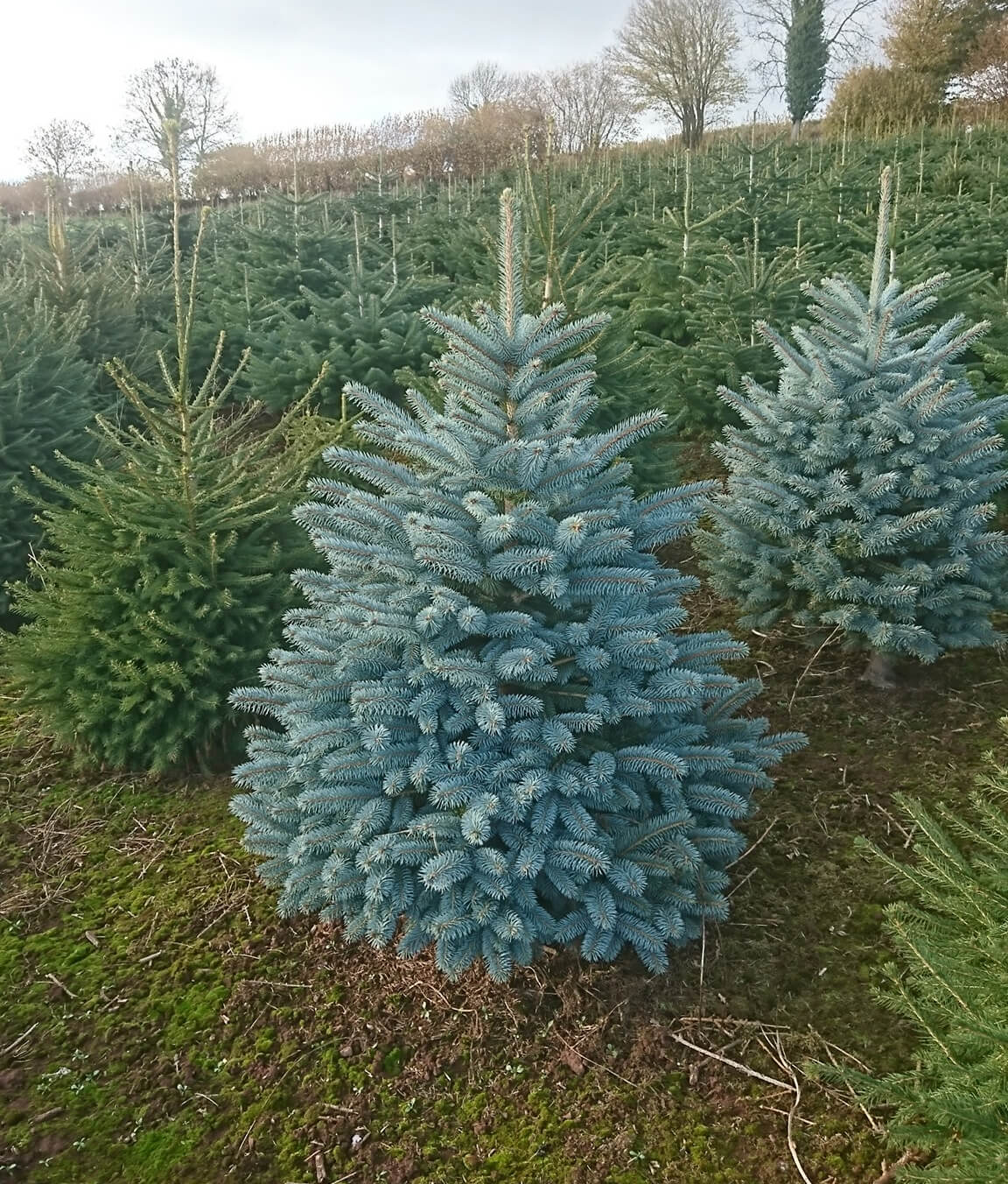 Blue Spruce Christmas tree