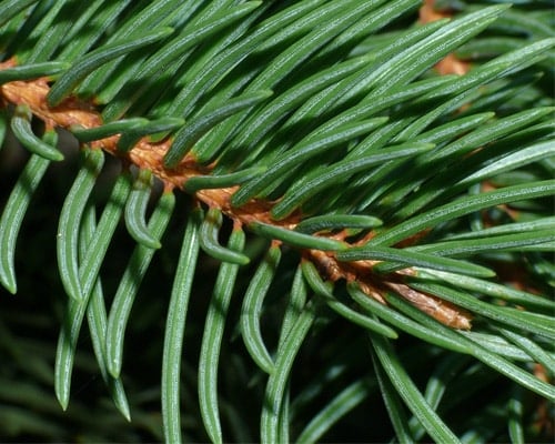 Fragrant Christmas tree