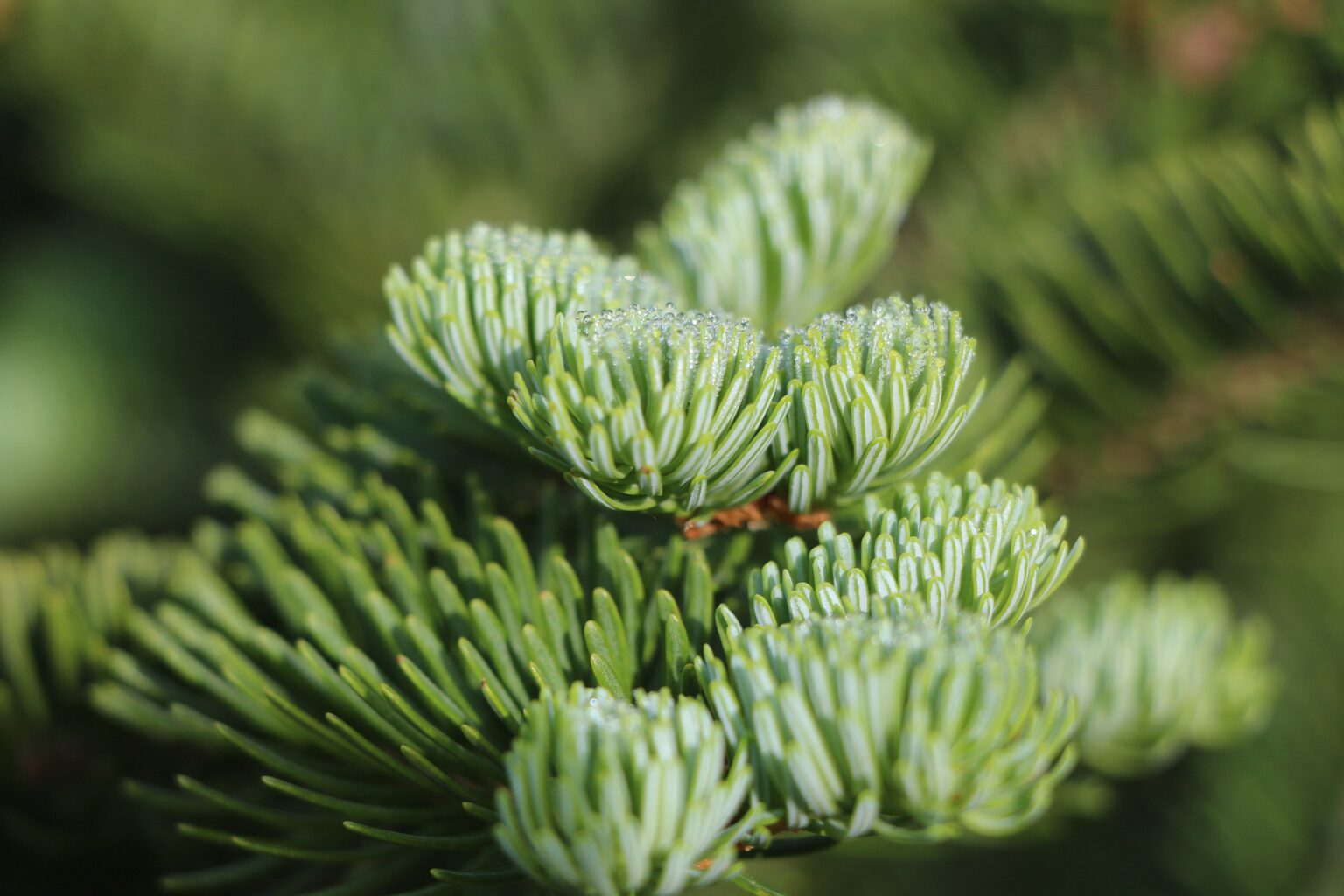 Balsam Fir