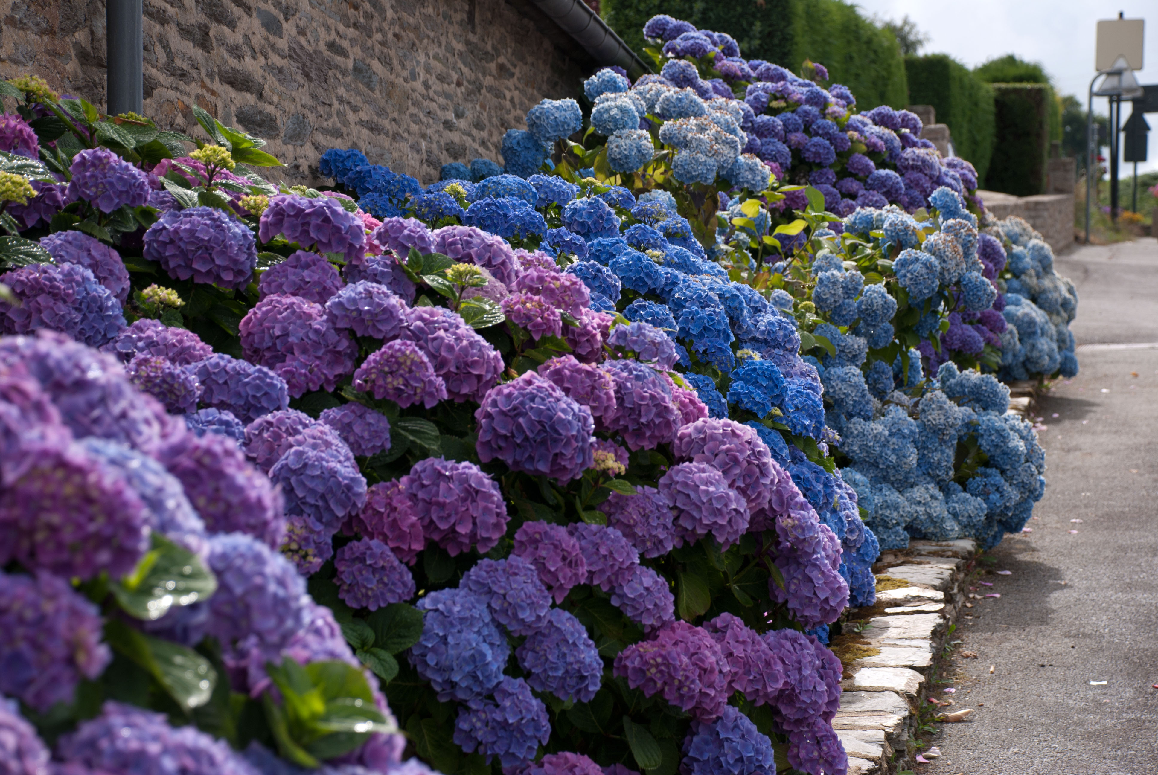 Blue Hydrangea