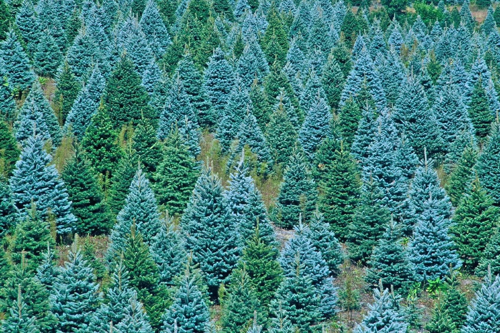 Blue Spruce Christmas Tree Farm