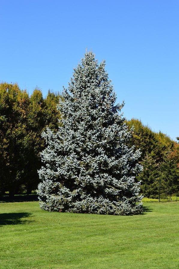 Blue Spruce