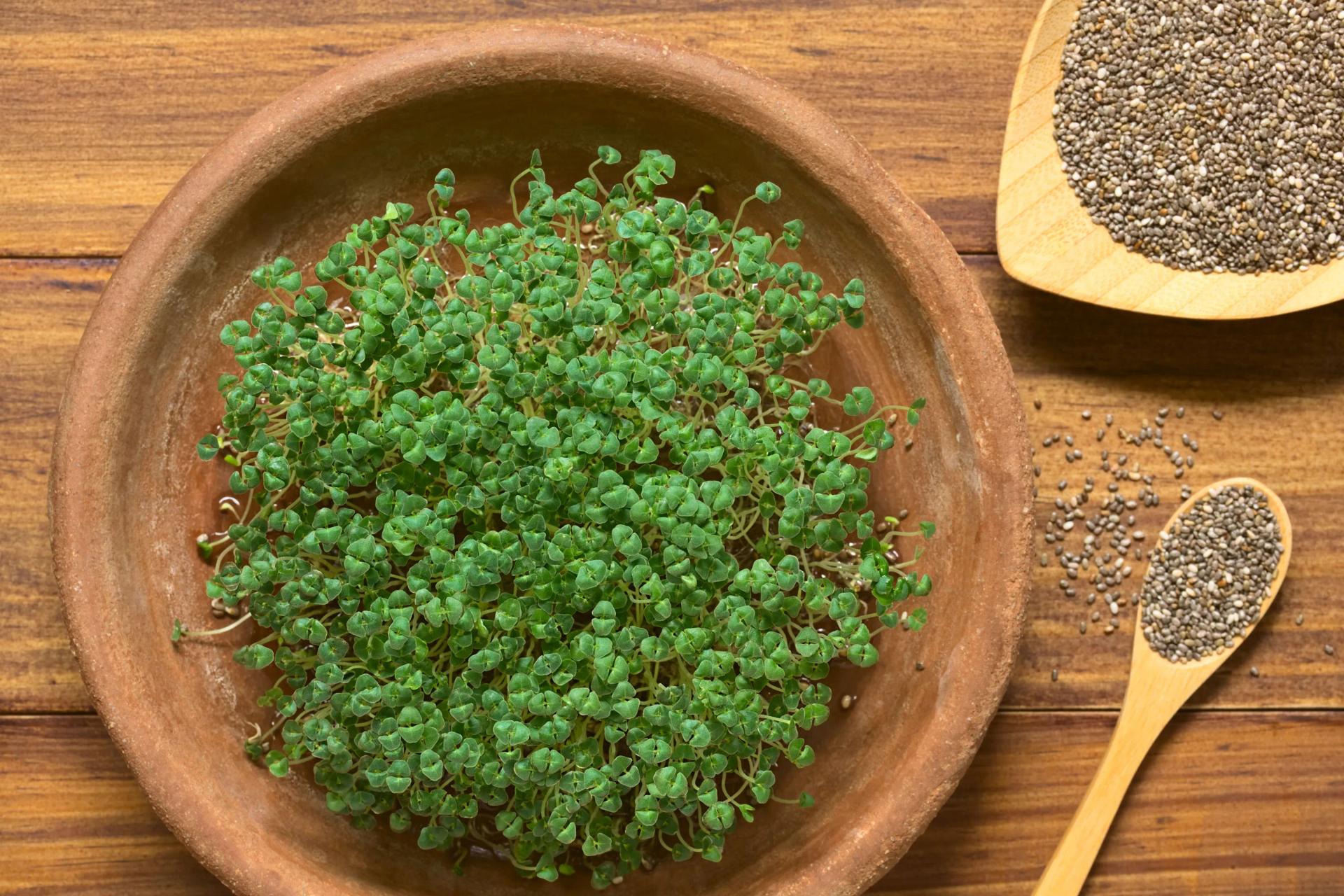 Chia seeds for growing