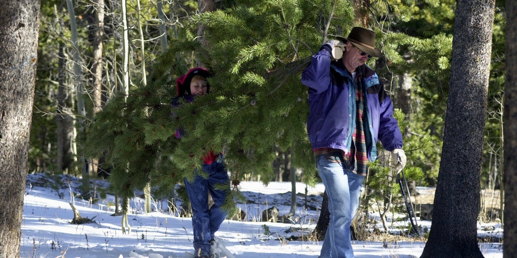 Christmas tree cutting weather