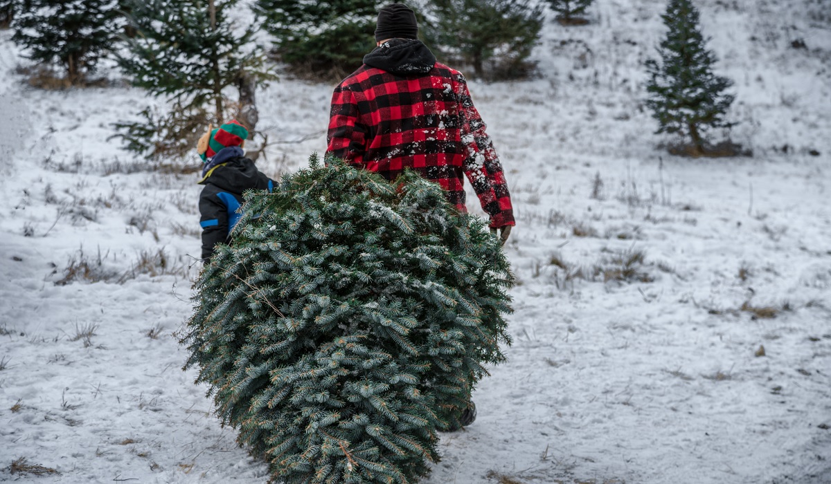 Christmas Tree Cutting