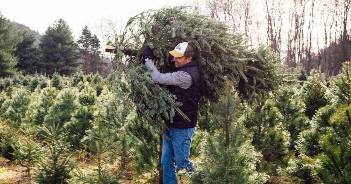 Christmas Tree Delivery: Free Shipping This Holiday Season