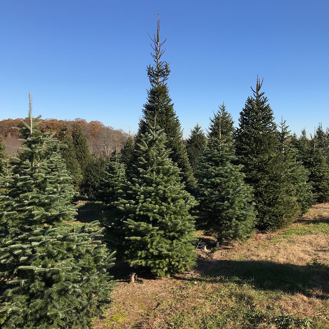 Christmas Tree Farm Near Me