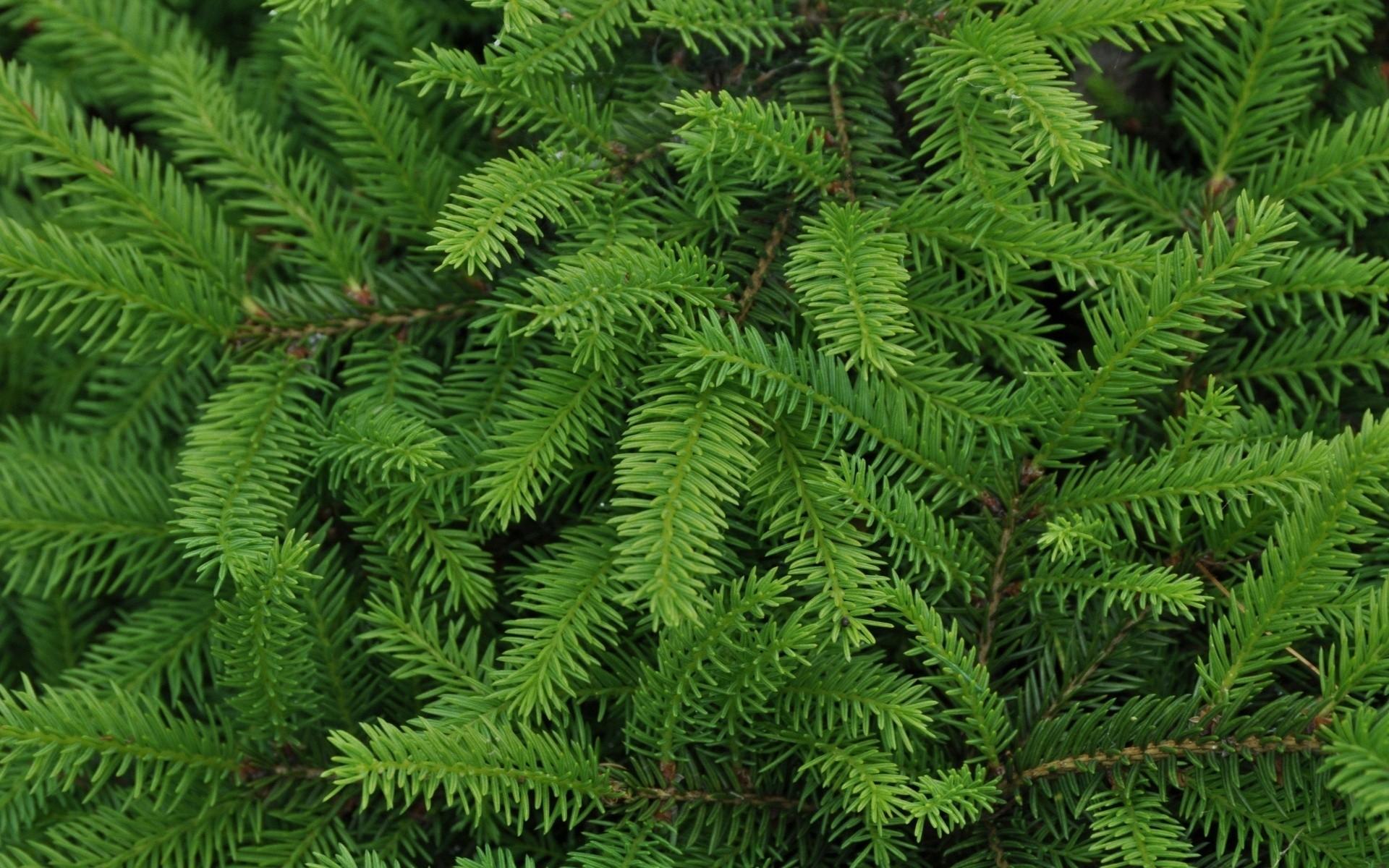 Christmas Tree Foliage