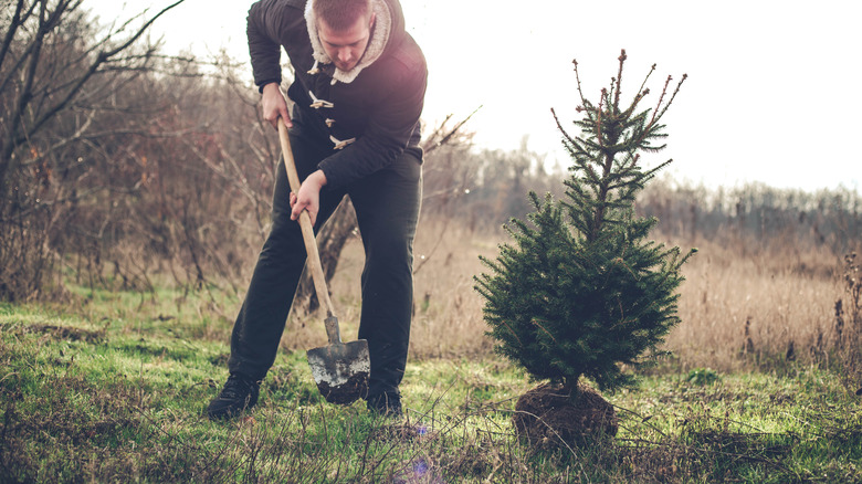 Christmas Tree Replanting