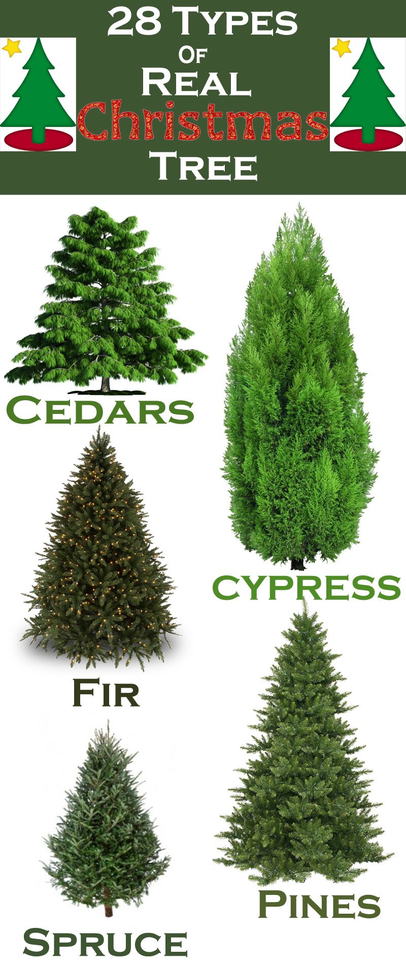 Christmas Tree Types