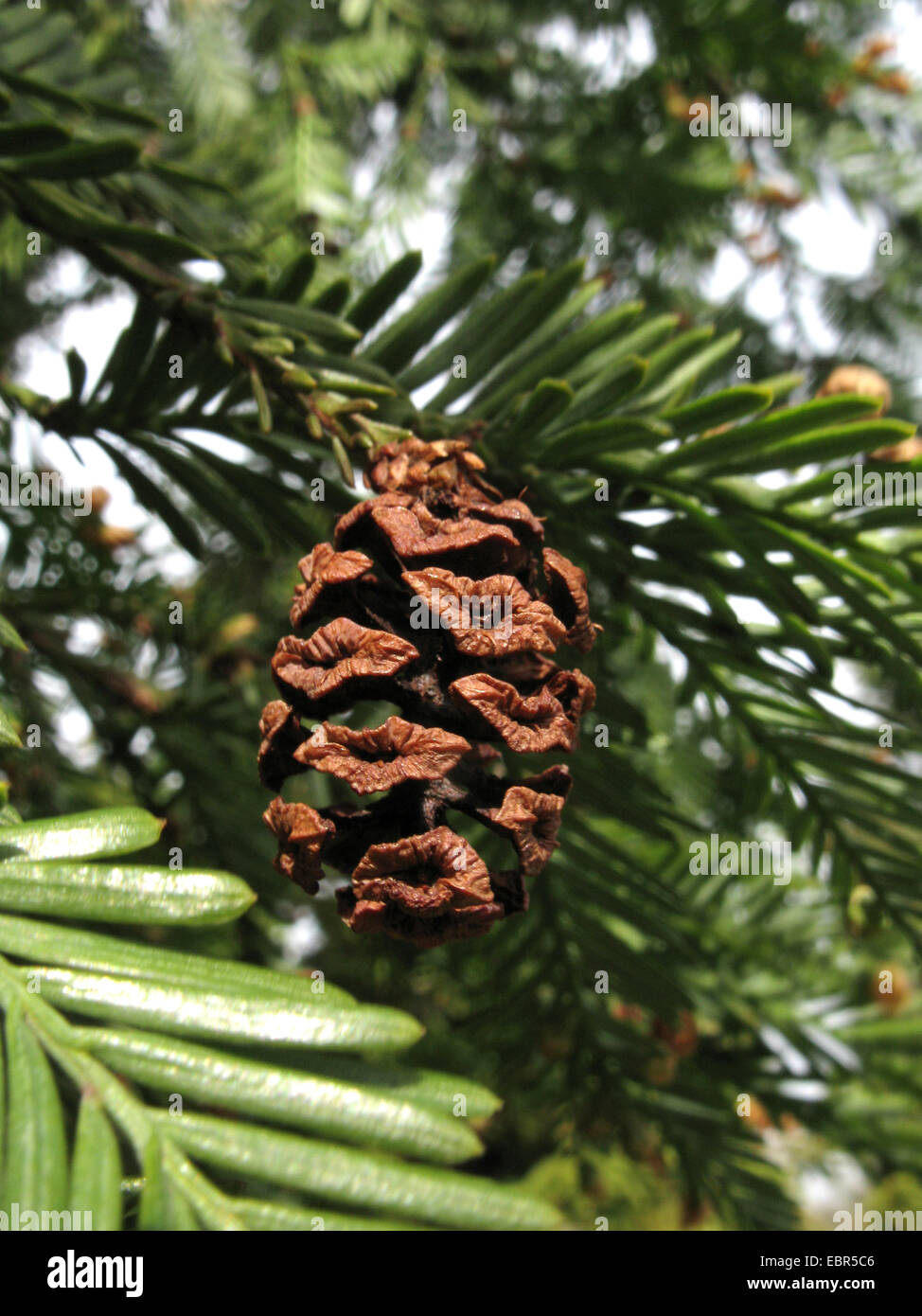 Coastal Red Cone Tree