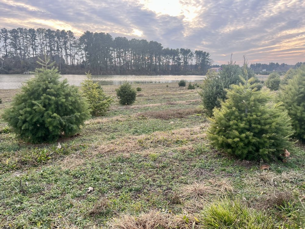 Delaware Christmas Tree Shop Locations