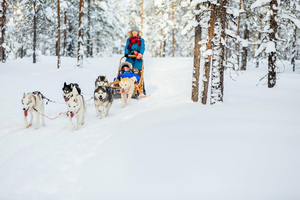 Dog Sledding in Lapland