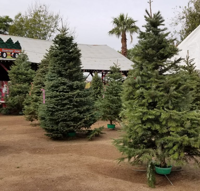 Find Your Perfect Christmas Tree Farm This Holiday