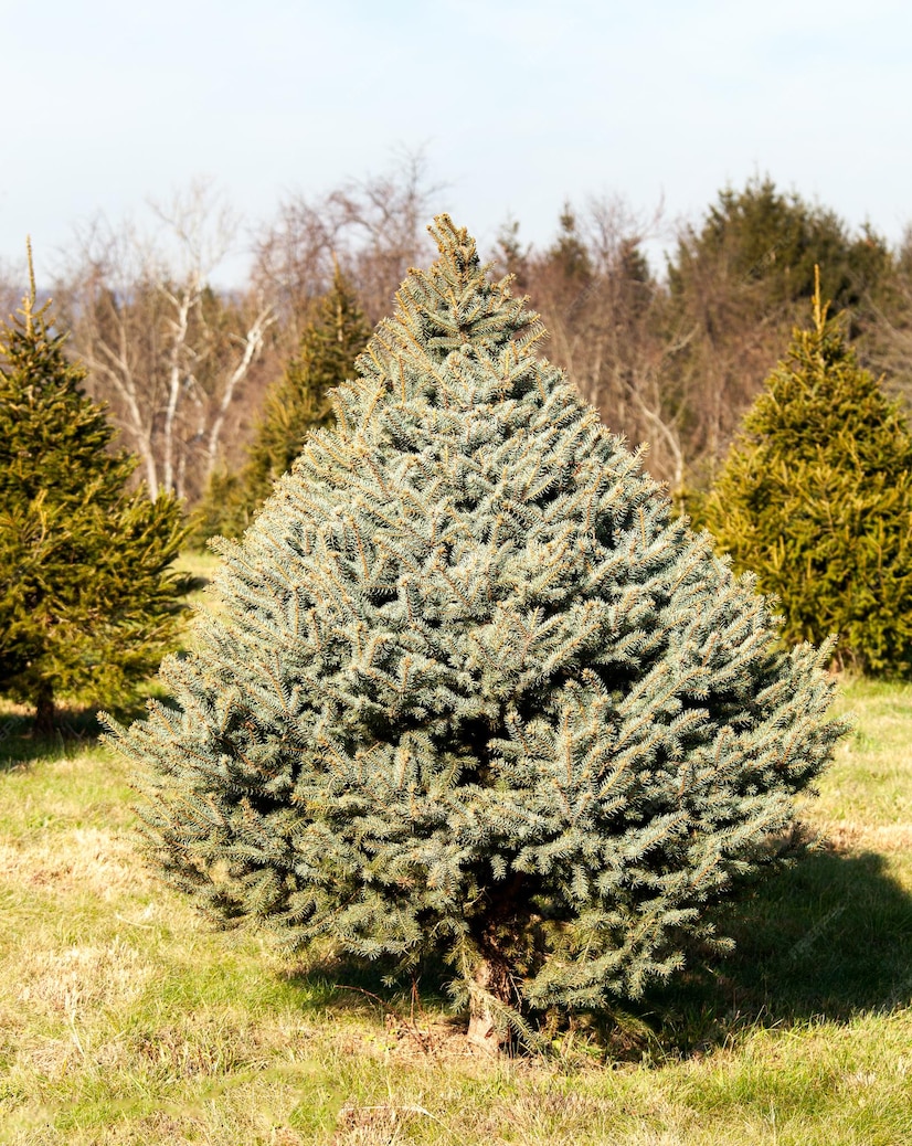 Fraser Fir Christmas Tree Farm