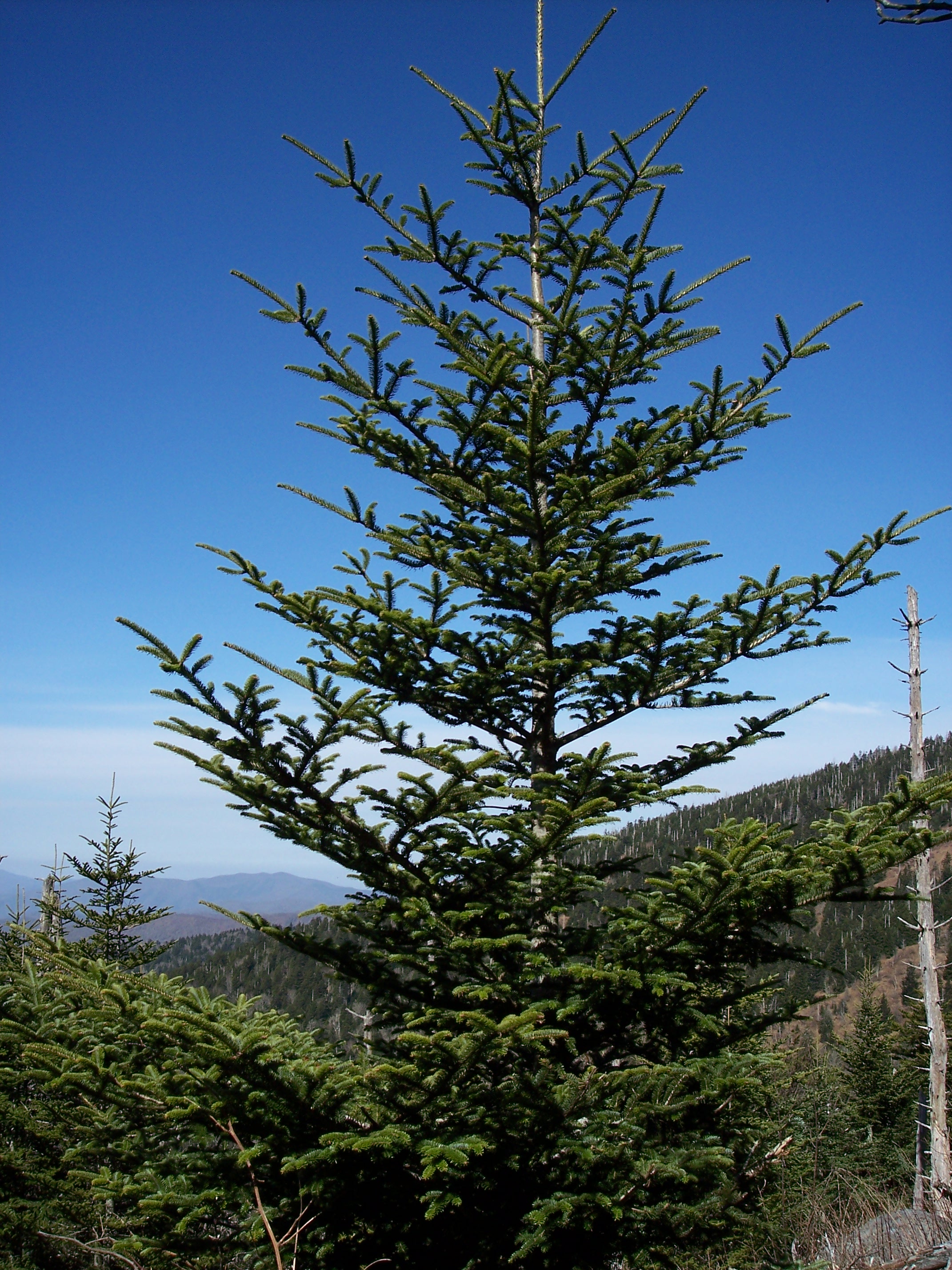 Fraser Fir