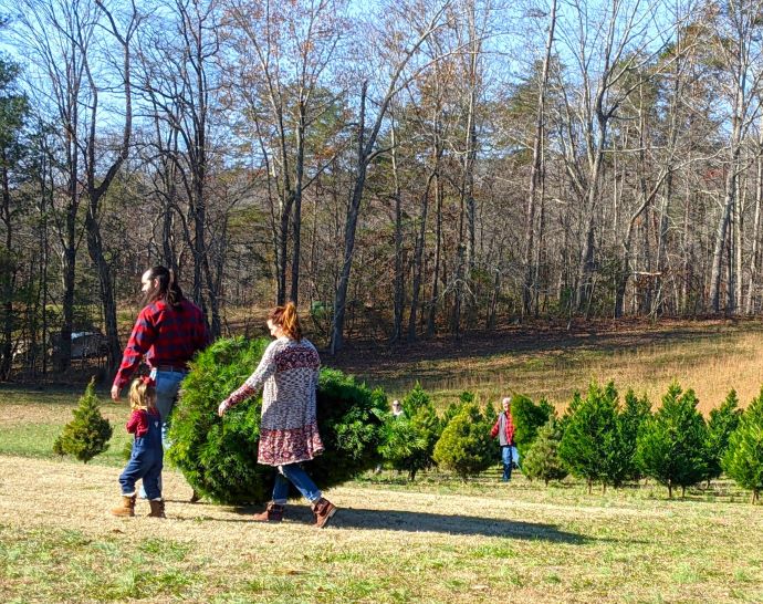 Knoxville Tn Christmas Tree Farms Near Me