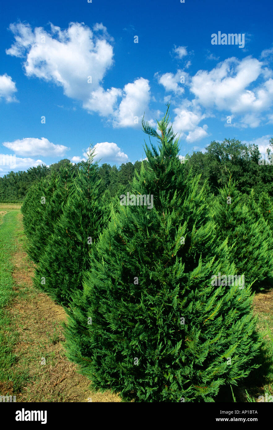 Leyland Cypress Christmas Tree Farm