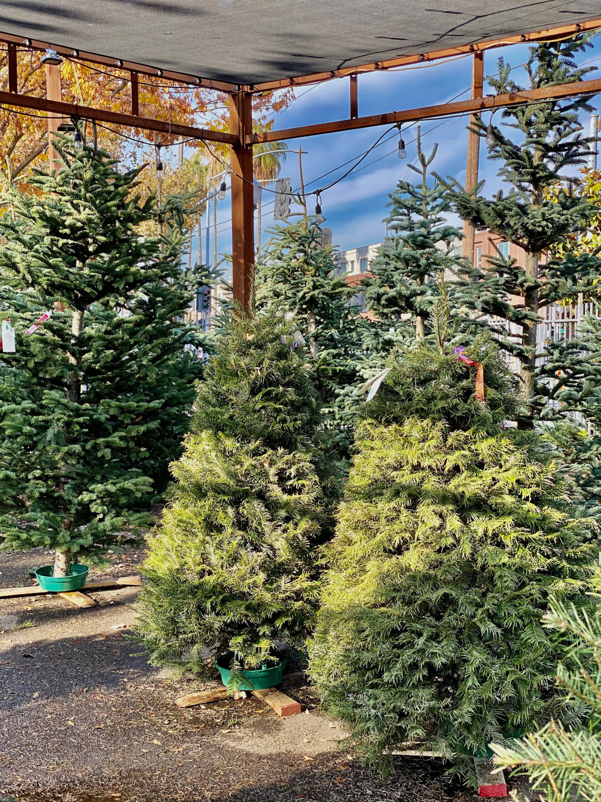 Lloyds Christmas Tree Lot: Fresh Trees And Holiday Cheer