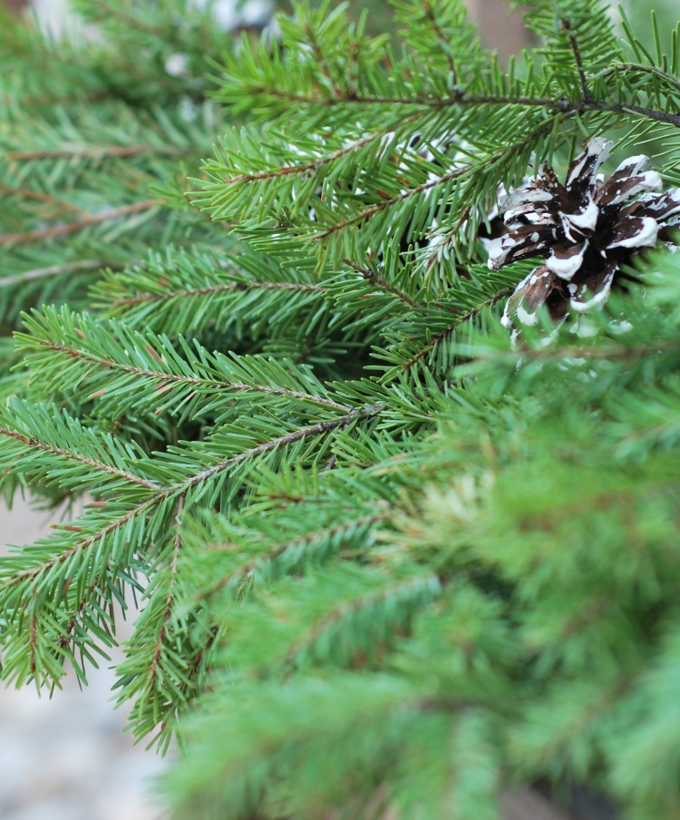 Native Colorado Christmas Trees: A Holiday Tradition