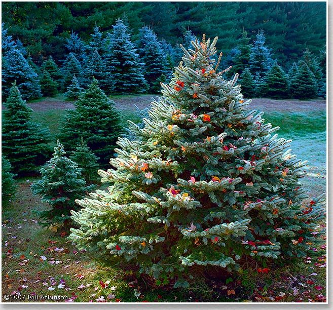 Natural Christmas Tree