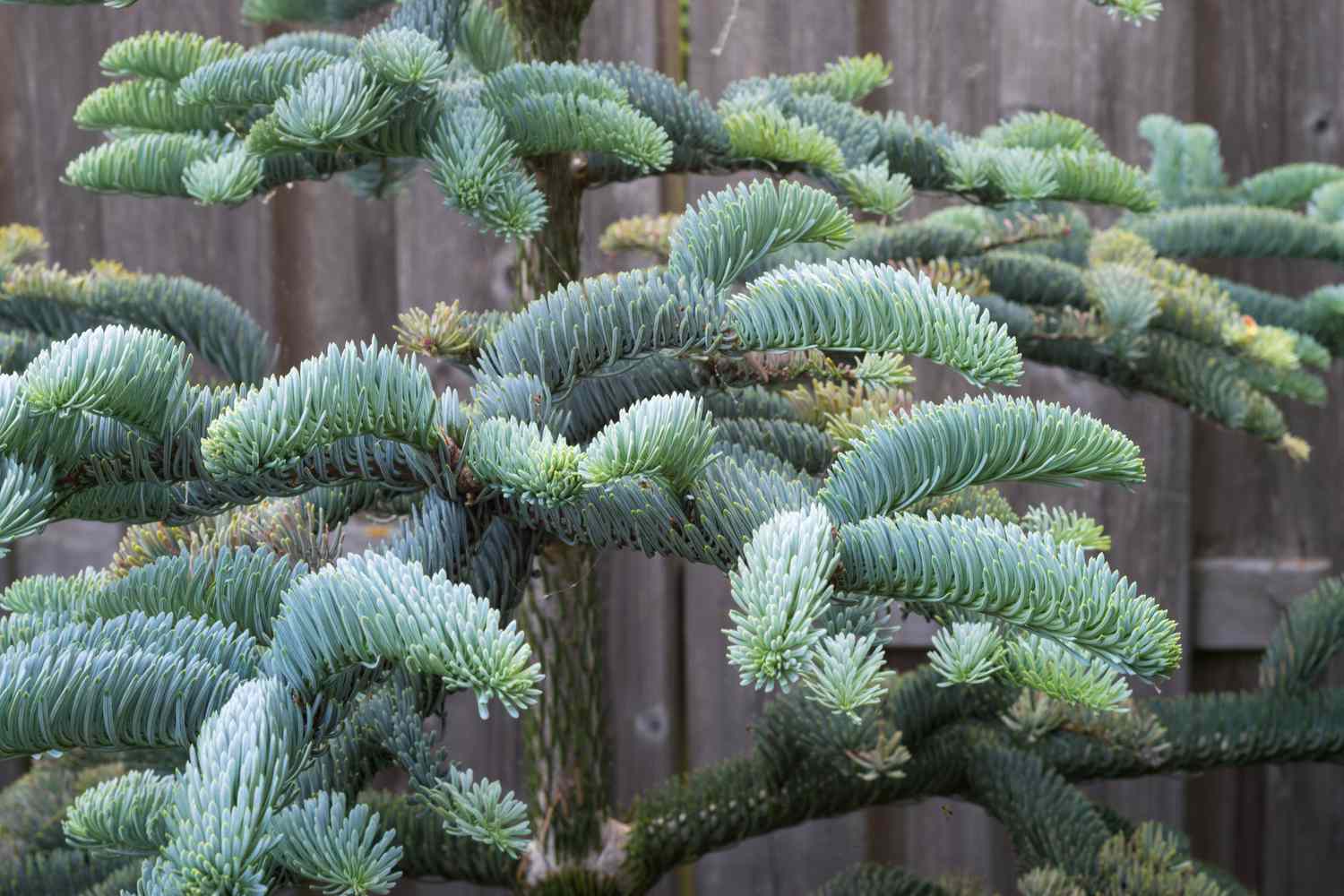 Noble Fir