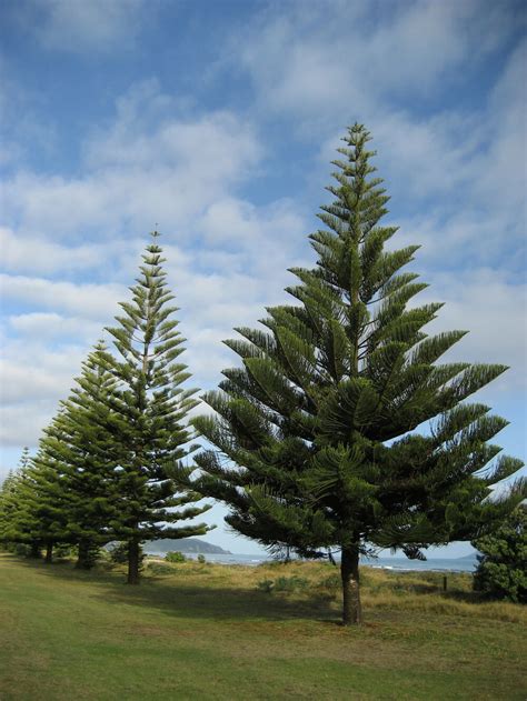 Norfolk Island Pine