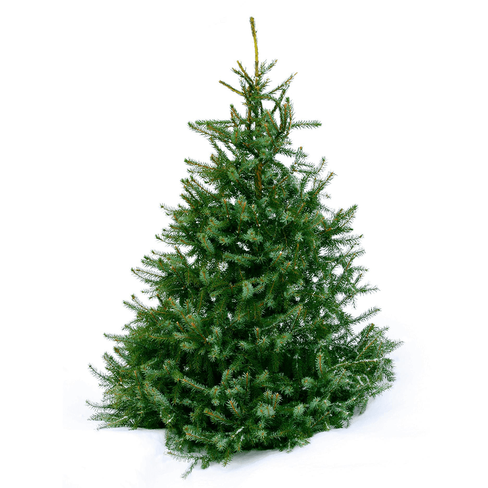 Norway Spruce Christmas Tree