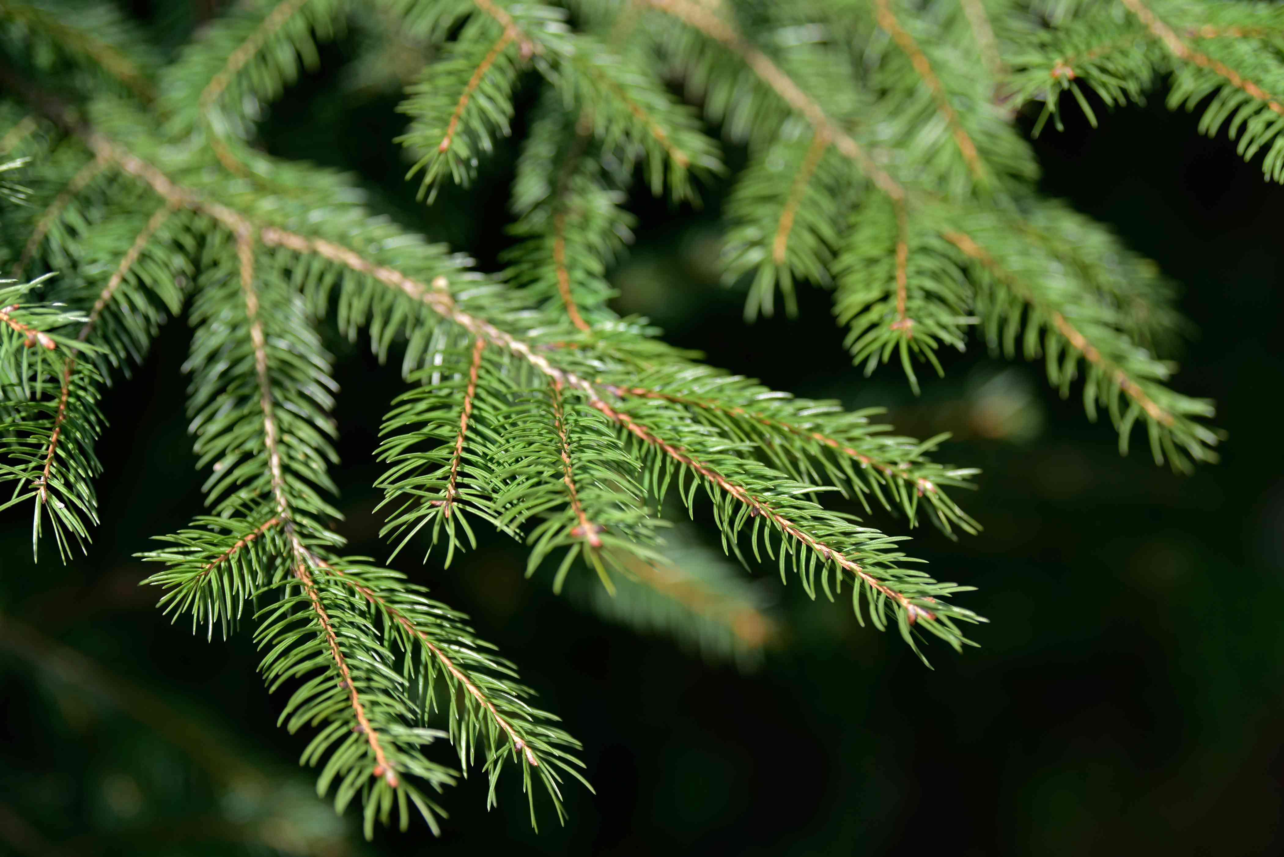 Norway Spruce