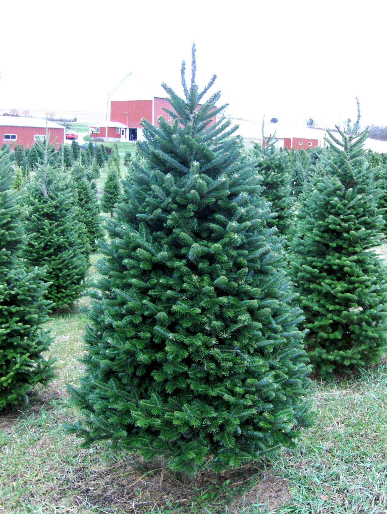 Real Christmas Trees