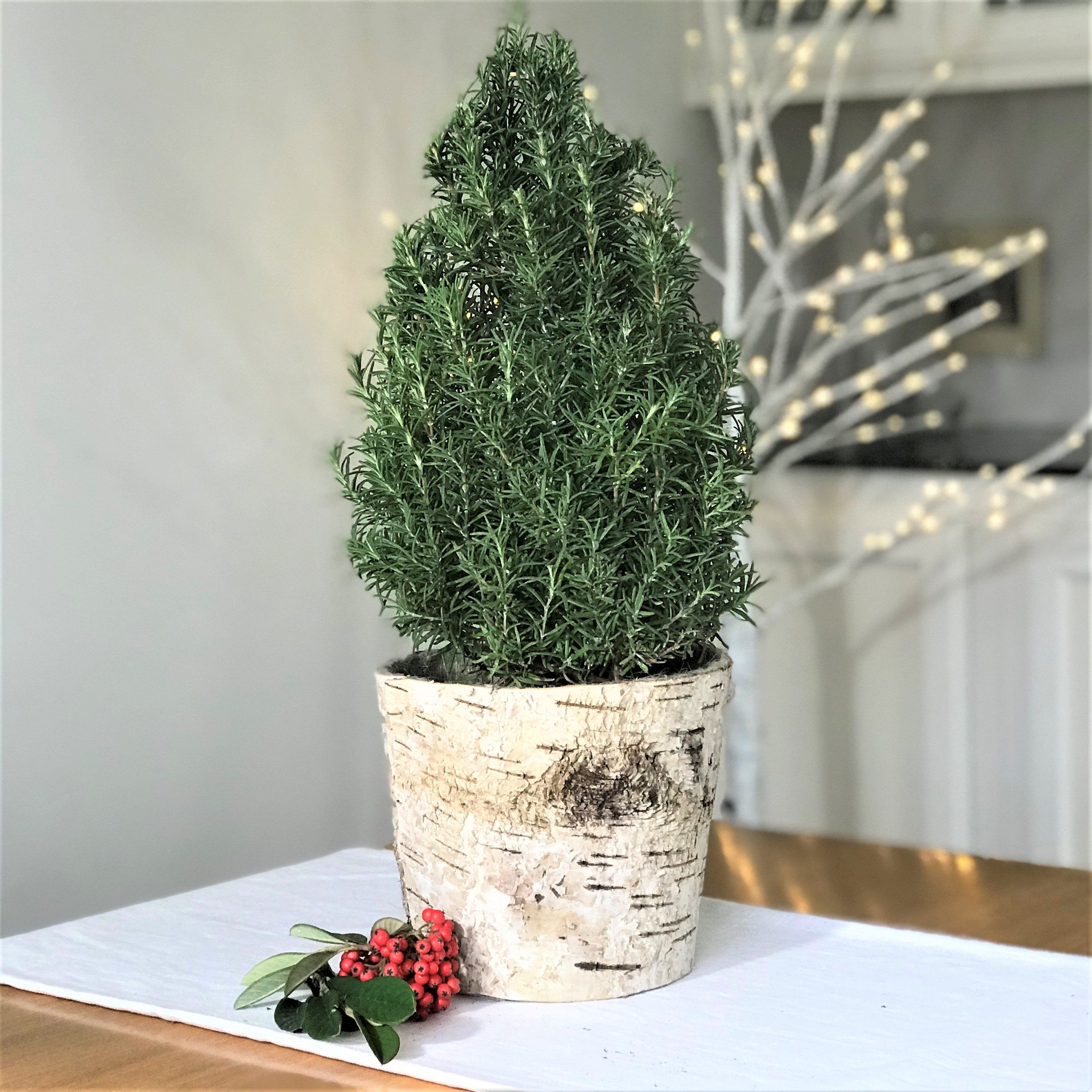 Rosemary Christmas Tree Decor