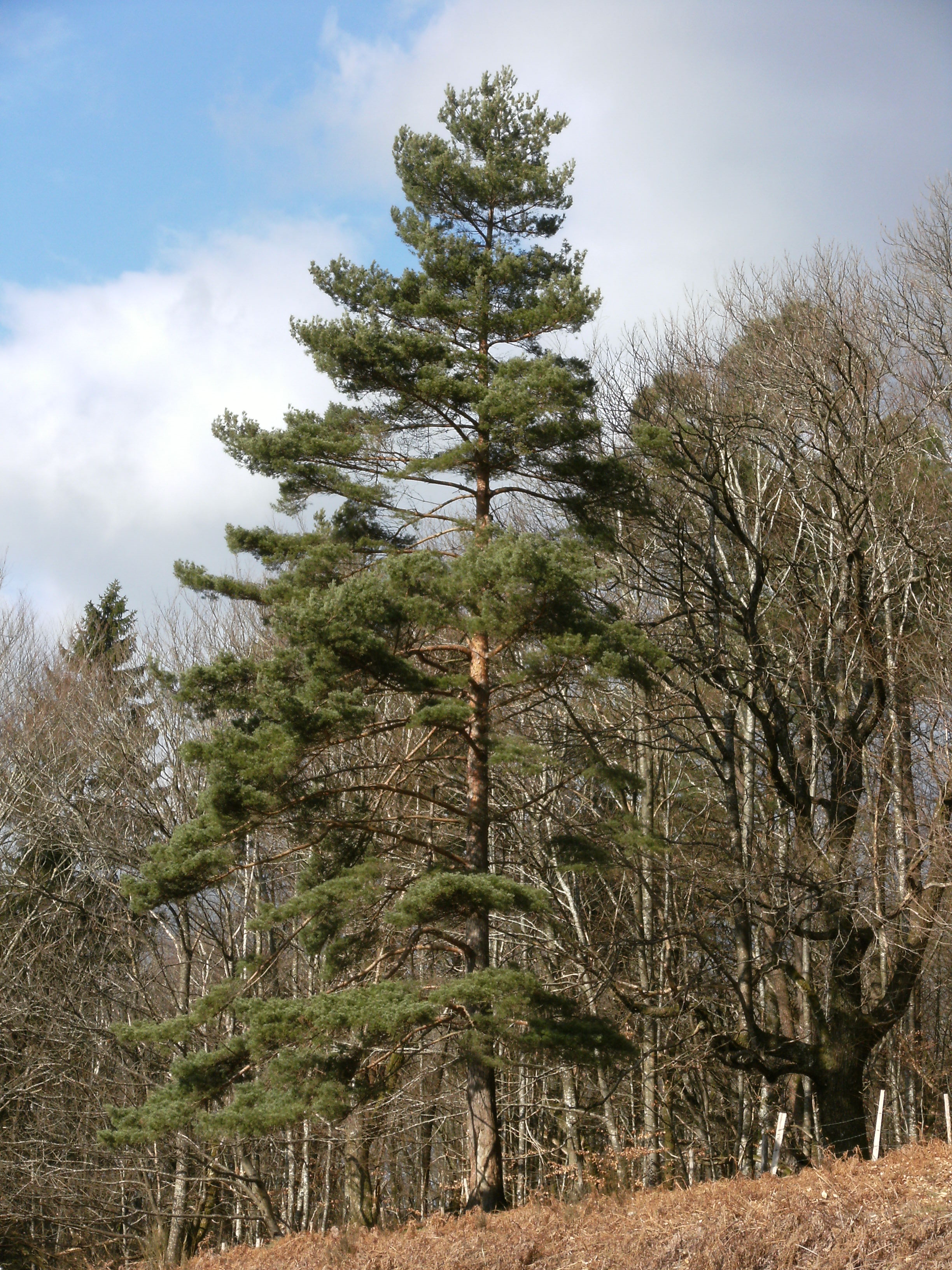 Scotch Pine