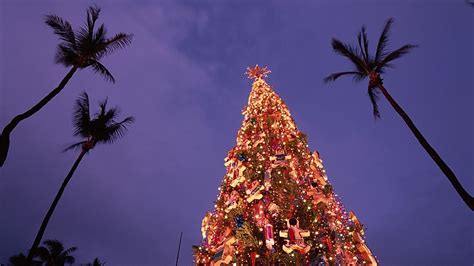 Hawaii Christmas Trees