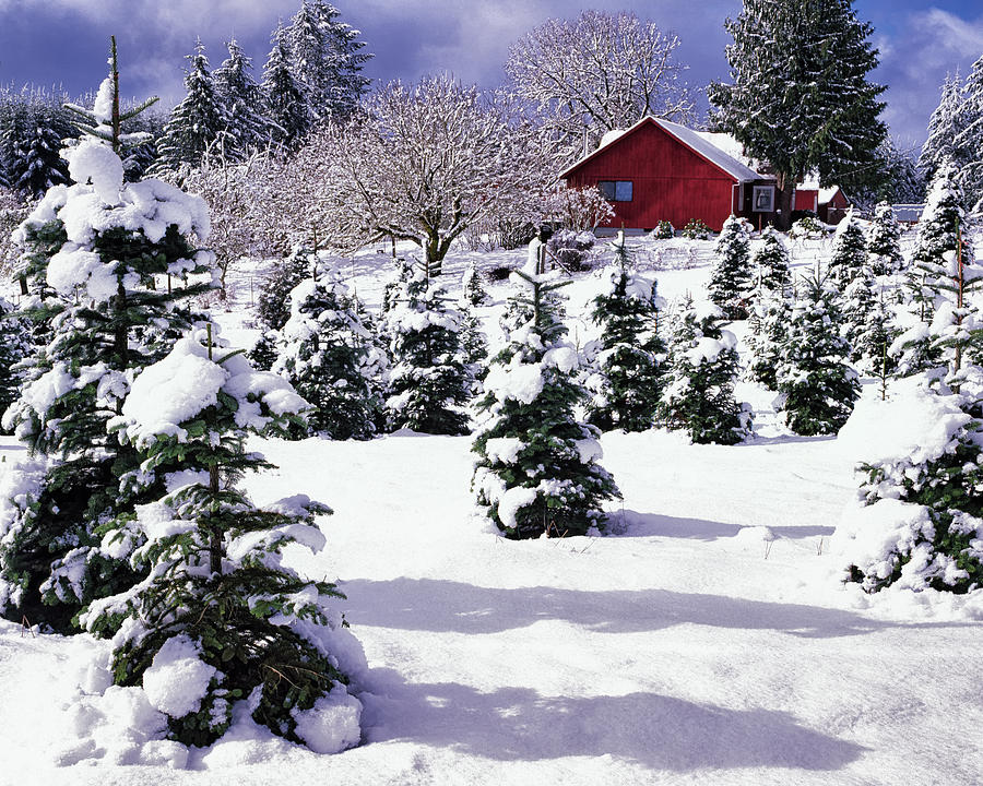 Christmas Tree Farms in Albany, Oregon